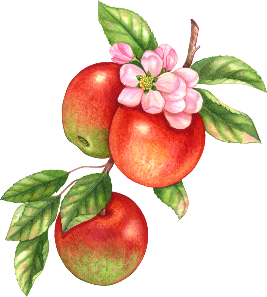 Red apple fruit watercolor element